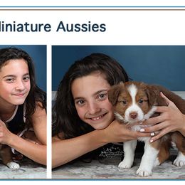 Miniature Australian Shepherd Puppies from Whispering Trail Miniature Aussies