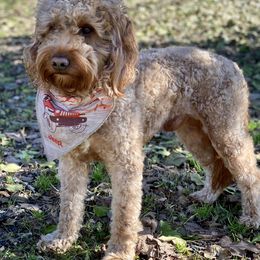 Goldendoodles and Poodles from Harris Family Doodles and Poodles