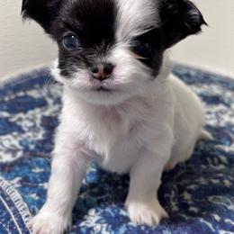Patches - Black and white male Chihuahua puppy in Hebron, North Dakota from Dakota Heart Chihuahuas