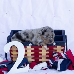 Captain - Blue merle male Australian Shepherd puppy in Eubank, Kentucky from Ashlee's Aussies