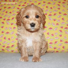 Snorkel - Red male Australian Labradoodle puppy in Hackettstown, New Jersey from Sunny Heart Doodles