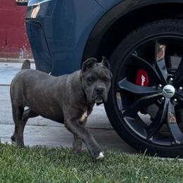 Camila - Gray brindle female Cane Corso puppy in Compton, California from Urban League Cane Corso