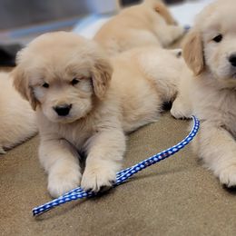 Golden Retriever Puppies from DoubleTake Goldens