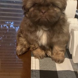 Shih Tzu Puppies from Socal Mother Of Shih Tzus