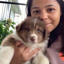 Australian Shepherd Puppies from CinchTight
