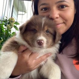 Australian Shepherd Puppies from CinchTight