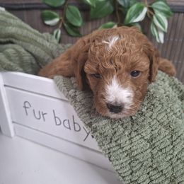 Goldendoodle Puppies from Abidoodles Florida