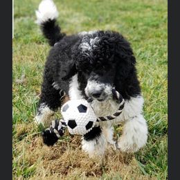 Oscar - Goldendoodle