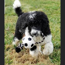 Oscar - Goldendoodle