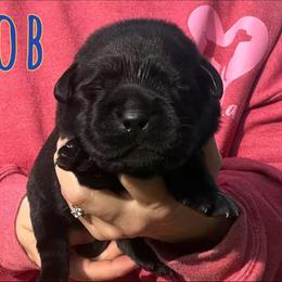 Bob - Black male Labrador Retriever puppy in Petersburg, Kentucky from Mahan Labs