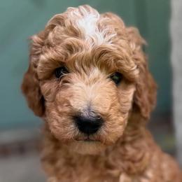 Goldendoodles from Baker County Goldendoodles