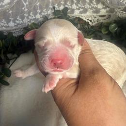Male 2 - Cream male Cockapoo puppy in Mississippi from Ewing Acres