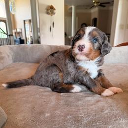 Sprout - Blue merle male Bernedoodle puppy in Royse City, Texas from Platinum Bernedoodles of Texas