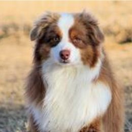 Jag - Miniature Australian Shepherd