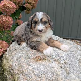 Ted - Blue merle male Bernedoodle puppy in Beach City, Ohio from Blue Cloud Doodles