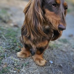 Koda - Dachshund