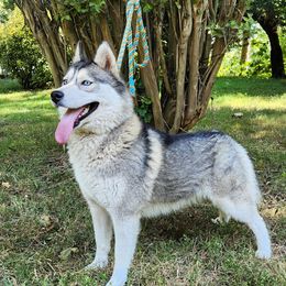 Phoenix - Siberian Husky