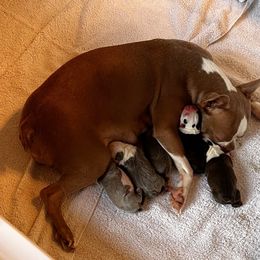 Elsa - Boston Terrier