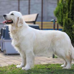 Lisa - Golden Retriever