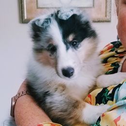 Shetland Sheepdog Puppies from Hawks Acres Shetland Sheepdogs