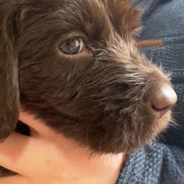 Girl 2 - Chestnut female Wirehaired Pointing Griffon puppy in Port Orchard, Washington from American Patriot Kennels