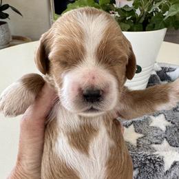 Cosmo - Apricot male Goldendoodle puppy in Gilbert, Arizona from DogHouse Doodles