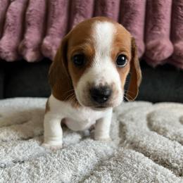 Chai - Piebald male Dachshund puppy in Ocala, Florida from Weenie Boops