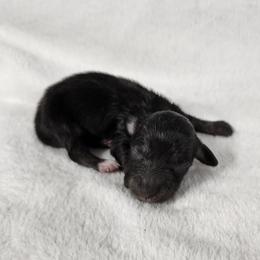 Keeper Boy - Black and cream male Dachshund puppy in Anaconda, Montana from Williams Family Dachshunds