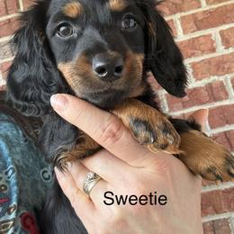 Sweetie - Black and tan female Dachshund puppy in Smyrna, Tennessee from Sias Select Dachshunds