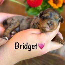 Bridget - Blue merle female Aussiedoodle puppy in Lancaster, Minnesota from Finney Ranch