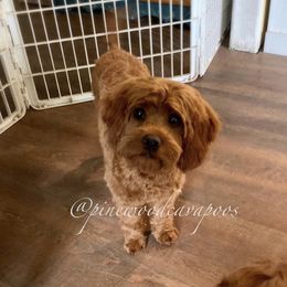 Cami - Cavapoo