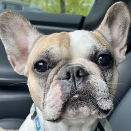 Cookie - French Bulldog