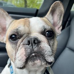 Cookie - French Bulldog