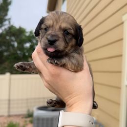 Orange - Cream male Dachshund puppy in Colorado Springs, Colorado from Sarah’s Dachshies