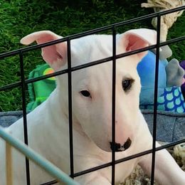 Miniature Bull Terrier Puppies from Tonka Miniature Bull Terriers