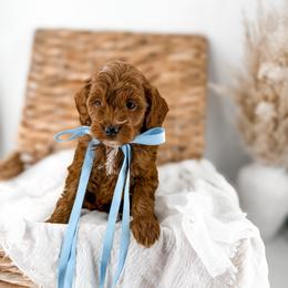 It's The Little Things- Clean Sheets - Red  male Goldendoodle puppy in Russell Springs, Kentucky from Milk & Honey Doodles