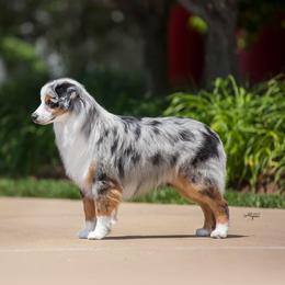 Blake - Miniature American Shepherd