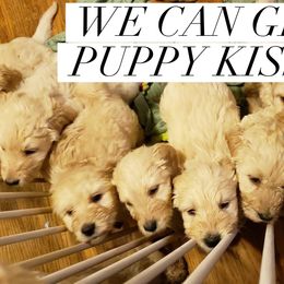 Goldendoodle Puppies from Toneytails Doodles