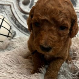 Girl 4 - Poodle puppy in Oxford, Alabama from Posh Poodles Alabama