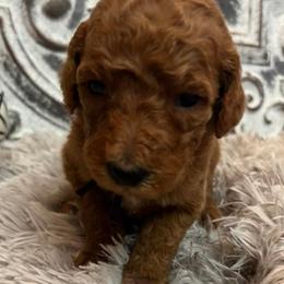 Girl 4 - Poodle puppy in Oxford, Alabama from Posh Poodles Alabama