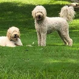 French Bulldogs and Goldendoodles from Frankie’s Frenchies