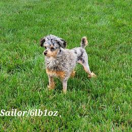 Sailor - Poodle