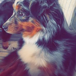 Peonie - Toy Australian Shepherd