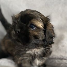 Boy 1 - Brindle Shih Tzu puppy in Blackwood, New Jersey from Ju Ju Bee Shih Tzus