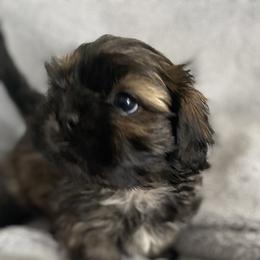 Boy 1 - Brindle Shih Tzu puppy in Blackwood, New Jersey from Ju Ju Bee Shih Tzus