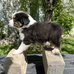Australian Shepherd Puppies from Star Aussies