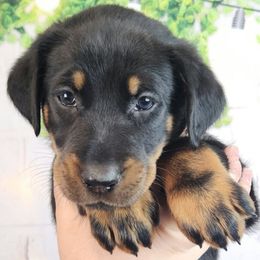 Blueberry - Black and rust female Beauceron puppy in Seattle, Washington from SilverStruck Kennels