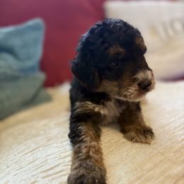 Boy 1 - Phantom male Goldendoodle puppy in Holly, Colorado from Vida’s Loving Doodles