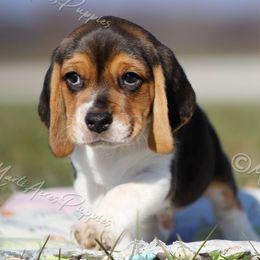AKC 'Prancer' - Black tan and white male Beagle puppy in Lamar, Missouri from Marti Acres ~ Boston Terrier & Beagles
