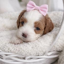 Peaches - White female Cavapoo puppy in Ormond Beach, Florida from Florida Coast Doodles